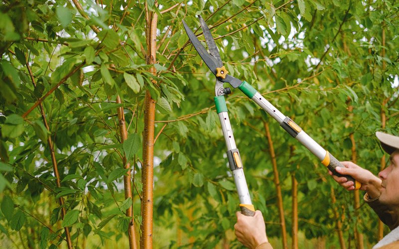 Tree trimming in Casselton, ND